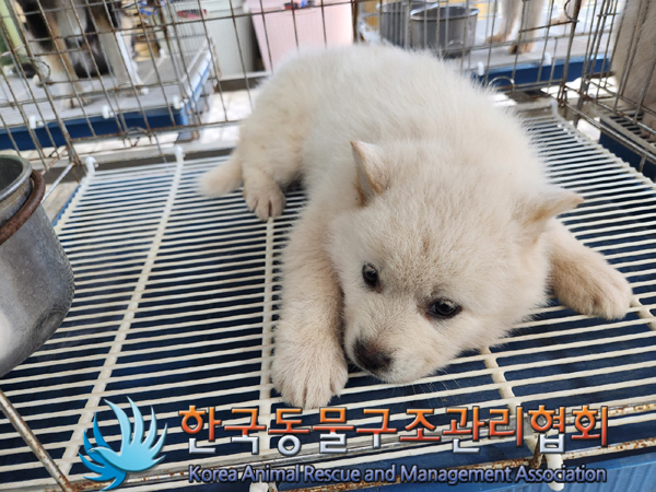 한국동물구조관리협회_441406202300478